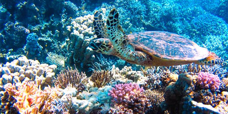 Unterwasserbild mit Korallen und Fischen im Roten Meer