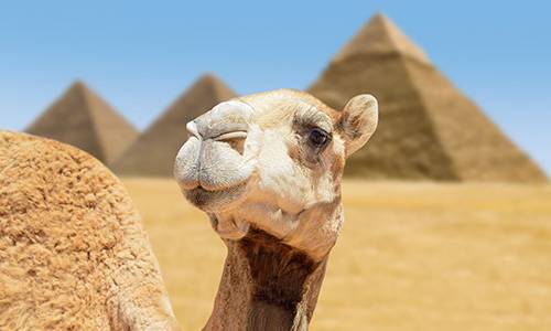 Ein Kamel posiert vor den Pyramiden von Gizeh