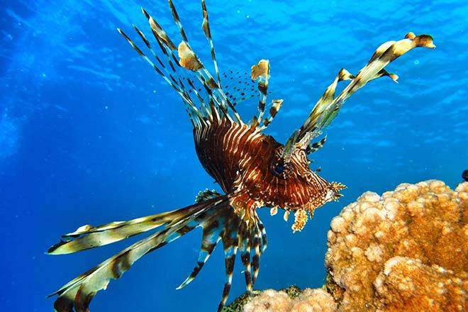 In den Korallenriffs des Roten Meeres lassen sich viele Fische beobachten