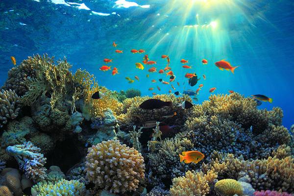 Korallenriffe beim Tauchurlaub am Roten Meer